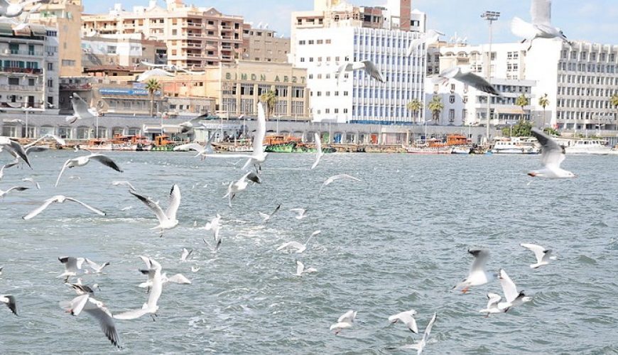 7 Information about Amazing Port Said and And her visits.