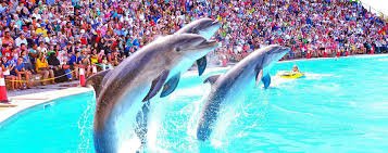 Show de Golfinhos em Sharm El shiekh
