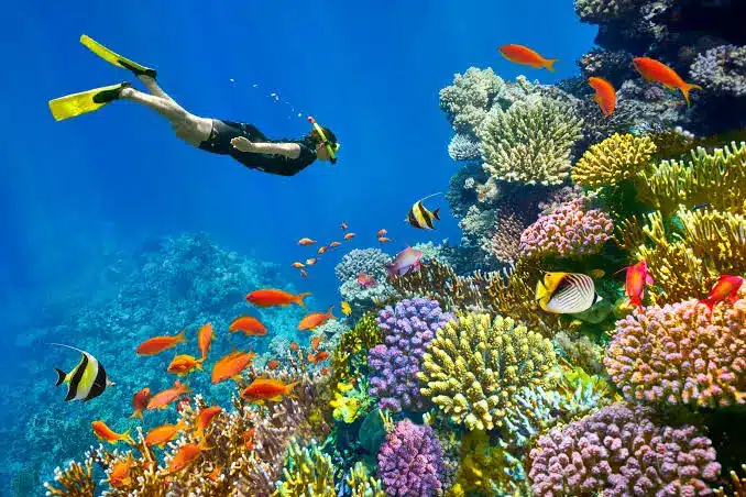 Sharm El Sheikh snorkeling and diving